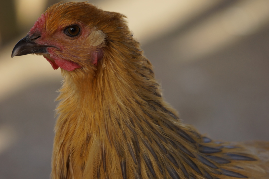 KY开元·(中国)集团-
澳洲学历证明在香港使用管理海牙认证的正确方式(图1) KY开元·(中国)集团